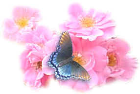 butterflyroses.jpg